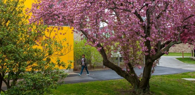 Student walking near Alger Hall and a pink cherry tree
