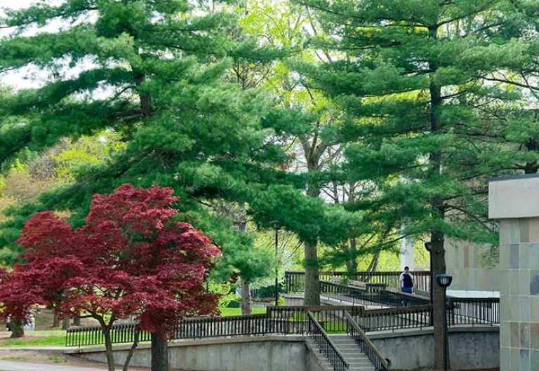 fir trees near Adams Library