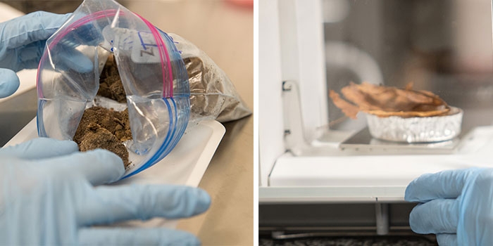 Among many other tests, this soil sample (photo left) will be burned in a burning oven to remove organic matter and then weighed to find out how much organic matter it contained. The leaf sample (photo right) was weighed and is being dried in a dryer. What remains after drying – organic matter minus the water – will give them​ information about the organic content.​