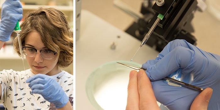 RIC sophomore Melanie Cragan transfers zebrafish embryos into a strip tube for DNA extraction (photo left). The embryos will then be microinjected with the DNA (photo right).