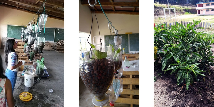 Photo left, dynamic watering system; middle photo, static system; right photo, transplanted plants