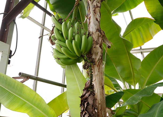 green bananas high up on tree trunk surrounded by palm leaves