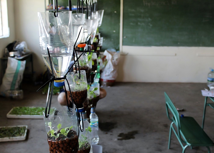 Hydroponic plants in classroom