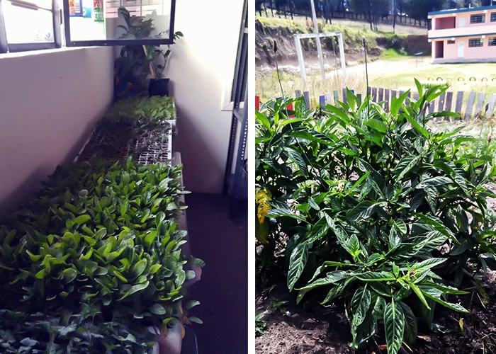 Plants in trays in classroom and plants in garden