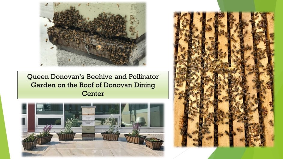 Queen Donovan's Beehive and Pollinator Garden on the Roof of Donovan Dining Center