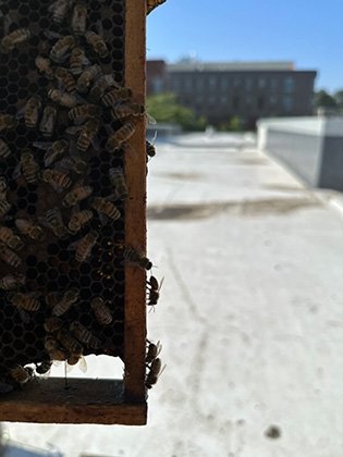 Bees in RIC Beehives
