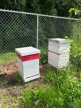 Two of the four RIC beehives