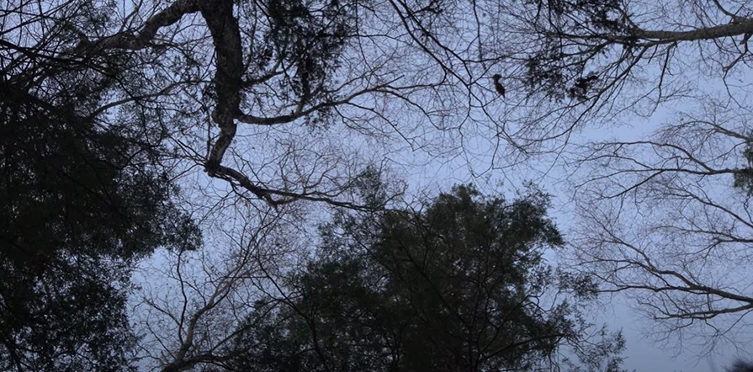 film still of trees against sky