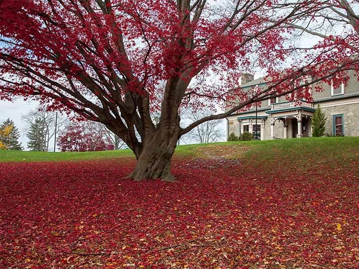 tree in the fall near Forman Center