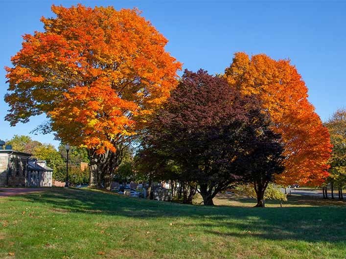 trees in the fall near Forman Center
