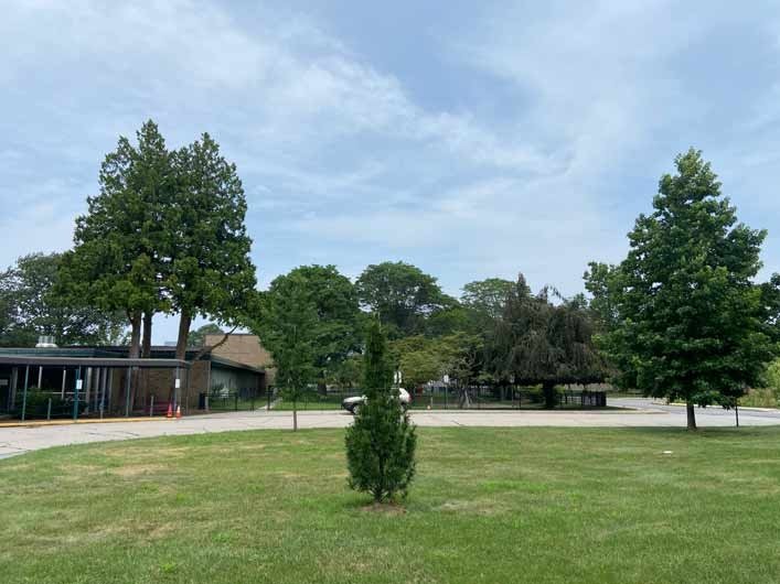 fir tree near Henry Barnard School