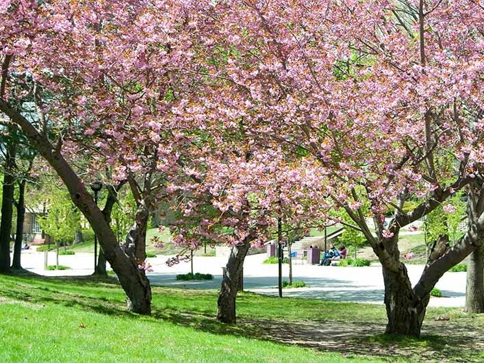 cherry trees near the quad
