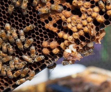 Honey comb with bees
