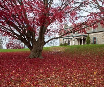 Large red tree in front of Admissions building