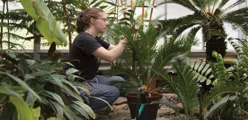 RIC student working in Greenhouse