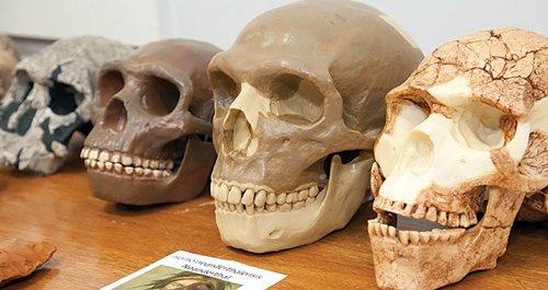 Anthropology Skull Image