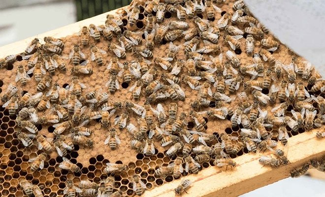 Closeup of beehive