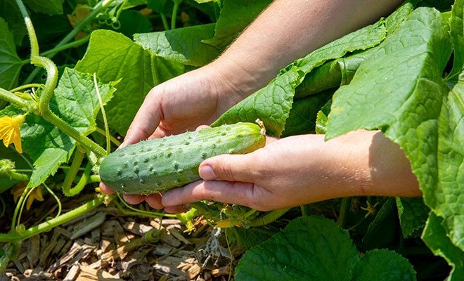 Hands holding cucumber from campus garden